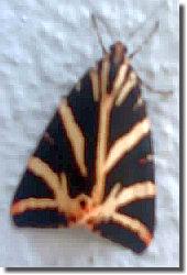 Euplagia quadripunctaria (Spanische Flagge) entdeckt in der Einfahrt, ©WP 2025 Schmetterling des Jahres 2025